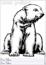 coloriage-ours-polaire-2